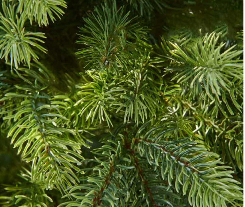 OAKLEY FIR 7.5ft Artificial Christmas Tree